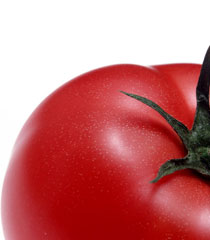tomato.jpg